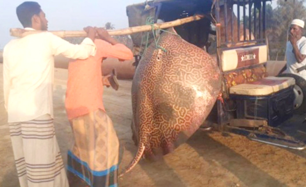 বড়শিতে ধরা পড়ল ১৩০ কেজির শাপলা পাতা মাছ