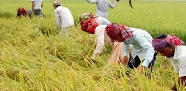 তানোরে প্রচন্ড রোদে কুমারী বিলের বোরো ধান কাটছেন কৃষকরা 