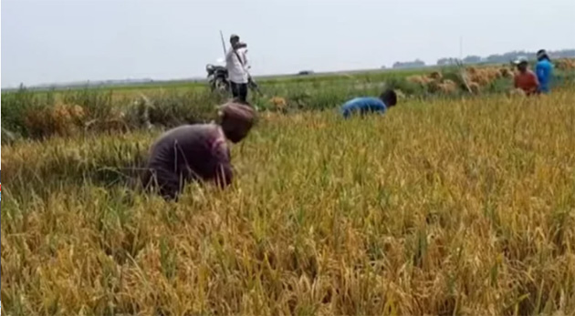 ধান কাটাই-মাড়াইয়ে ব্যস্ত সময় পার করছেন মৌলভীবাজারের বোরো চাষিরা