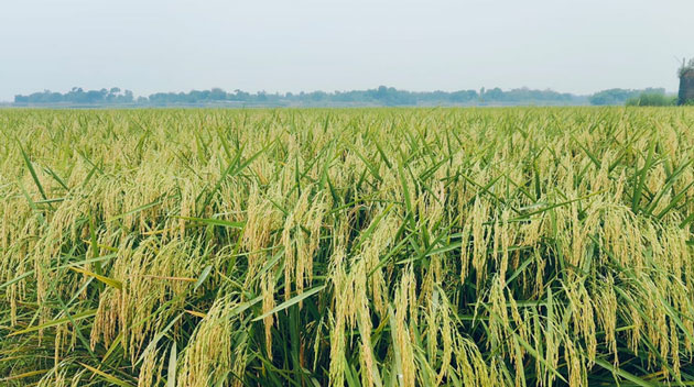 বাগমারায় বিনা ধান-২৫ এর পরীক্ষামূলক চাষে বাম্পার ফলন