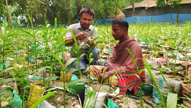 শিবগঞ্জে বস্তায় আদা চাষে আগ্রহ বেড়েছে কৃষকদের