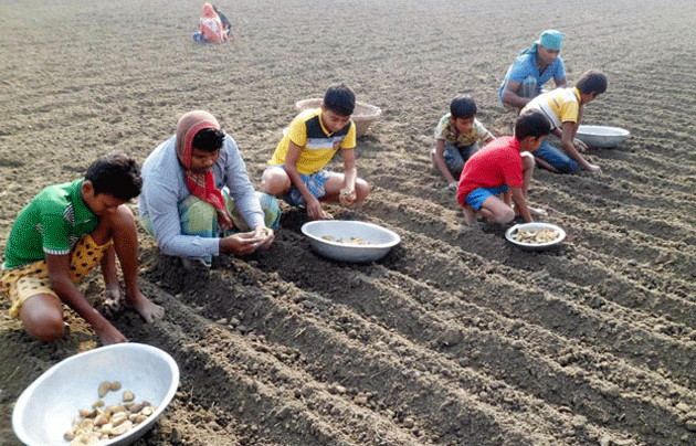 এবারে আলু চাষে কৃষকের বাড়তি খরচ চারশো কোটি টাকা