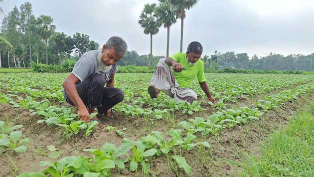 ফলনের দর পেয়ে খুশি চাষিরা, নওগাঁয় আগাম সবজি চাষে ঝুঁকছেন কৃষক