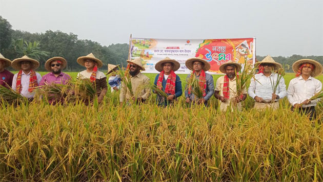 শিবগঞ্জে ব্রি ধান ৯৫ শস্য কর্তনের উদ্বোধন