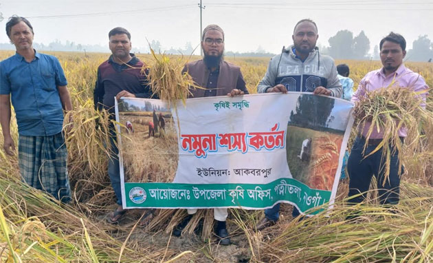 পত্নীতলায় আমন ধানের নমুনা শস্য কর্ত