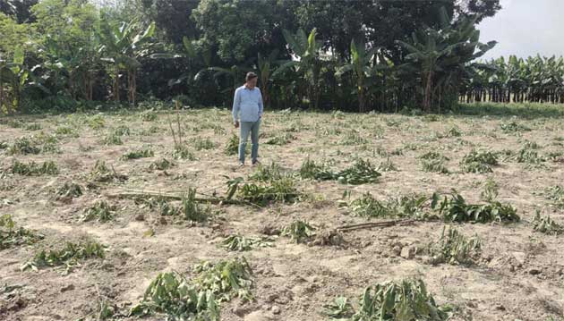 বিএনপি নেতার বিরুদ্ধে গাছপালা কেটে জমি দখলের চেষ্টার অভিযোগ