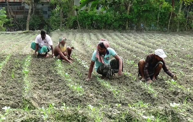 কচুয়ায় শীতকালীন সবজি চাষে ব্যস্ত কৃষক