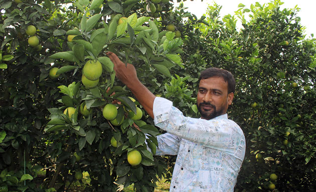 মাল্টার বাগান থেকে বছরে আয় ২৫ লাখ