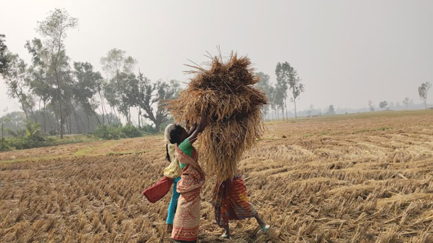 পত্নীতলায় ধানকাটারধুম, বাম্পার ফলন আর ভাল দামে খুশি কৃষক