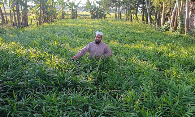 মহাদেবপুরে আদা চাষে লাভবান হচ্ছেন কৃষকরা