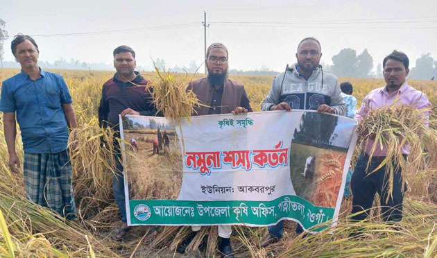 পত্নীতলায় আমন ধানের নমুনা শস্য কর্তন