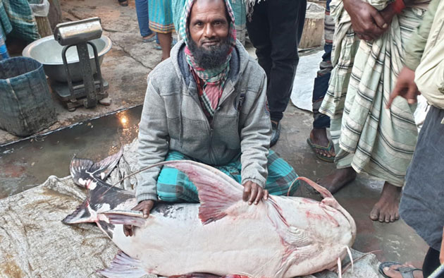 পদ্মায় ধরা পড়লো ৪৪ কেজির বাঘাইড়, বিক্রি ৪৮ হাজারে